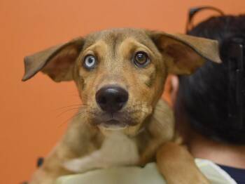 Murray -  Labrador Retriever and Shepherd Dog for Adoption in Portland, Oregon - Murray | PetCurious