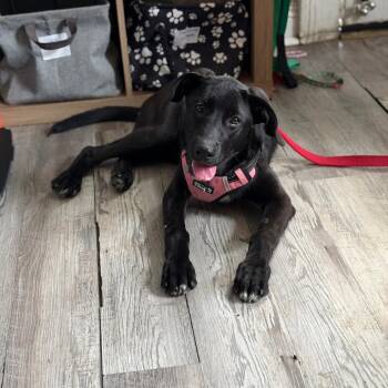 Mouse -  Black Labrador Retriever and German Shepherd Dog Dog for Adoption in New Orleans, Louisiana - Mouse | PetCurious