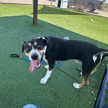 Wrangler -  Greater Swiss Mountain Dog Dog for Adoption in Truth Or Consequences, New Mexico - Wrangler | PetCurious