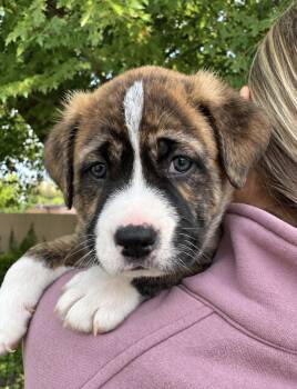 Peeta -  Collie and Retriever Dog for Adoption in Skyline, Minnesota - Peeta | PetCurious