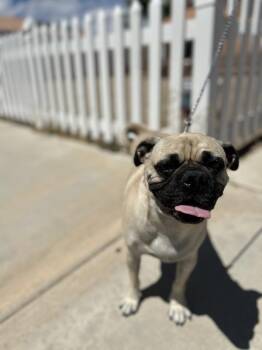 Snorlax -  Pug Dog for Adoption in Victorville, California - Snorlax | PetCurious