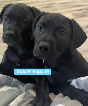 Rescue Black Labrador Retriever Dogs for Adoption - Papa | PetCurious