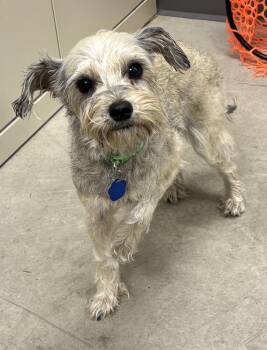 Pebbles -  Schnauzer Dog for Adoption in Bartlesville, Oklahoma - Pebbles | PetCurious