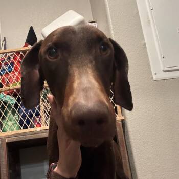 Doberman Pinscher Dogs Available for Adoption in Tonopah, Arizona - Mason | PetCurious