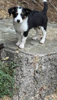 Iris -  Terrier Dog for Adoption in Bothell, Washington - Iris | PetCurious