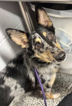 Aubrey -  Mixed Breed Dog for Adoption in West Chester, Pennsylvania - Aubrey | PetCurious