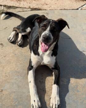 Australian Cattle Dog Blue Heeler Dogs Available for Adoption in Visalia, California - Noel | PetCurious