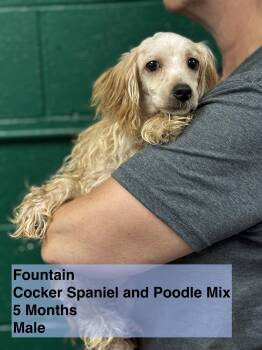 Rescue Cocker Spaniel and Poodle Dogs for Adoption in Blue Springs, Missouri - Fountain | PetCurious
