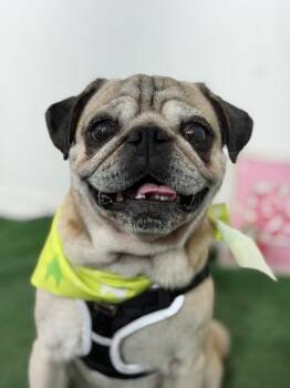 Grumble dore-One of our Amazing Rescue Dogs -  Pug and Mixed Breed Dog for Adoption in Carlsbad, California - Grumble Dore-One Of Our Amazing Rescue Dogs | PetCurious
