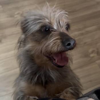 Annie -  Mixed Breed Dog for Adoption in Calimesa, California - Annie | PetCurious
