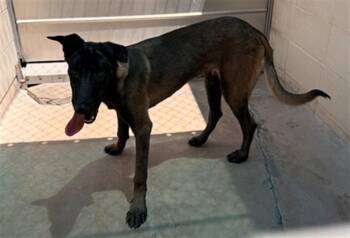 HUTCH -  Belgian Shepherd Malinois Dog for Adoption in Burbank, California - HUTCH | PetCurious