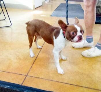 Andre -  Boston Terrier Dog for Adoption in Austin, Minnesota - Andre | PetCurious