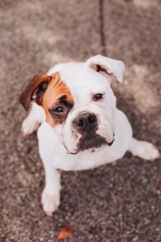 95269a Mae -  Boxer and Mixed Breed Dog for Adoption in North Charleston, South Carolina - 95269a Mae | PetCurious