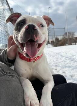 American Bulldog Dogs Available for Adoption - Luna | PetCurious