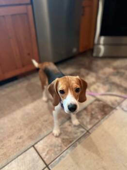 Marley -  Beagle Dog for Adoption in Lockport, New York - Marley | PetCurious
