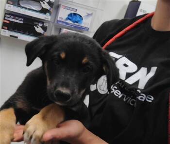 RITTER -  Pit Bull Terrier and Mixed Breed Dog for Adoption in Albuquerque, New Mexico - RITTER | PetCurious