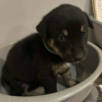 Rescue Rottweiler Dogs for Adoption in Niagara Falls, Ontario - Pop (20251022-08) | PetCurious