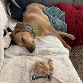 Duke -  Labrador Retriever and Mixed Breed Dog for Adoption in Potomac, Maryland - Duke | PetCurious