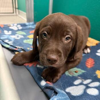 Keldon -  Great Pyrenees and Labrador Retriever Dog Available for Adoption in Idaho Falls, Idaho - Keldon | PetCurious