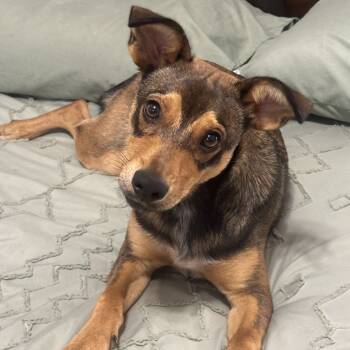 Rescue Mixed Breed Dogs for Adoption - Tucson | PetCurious