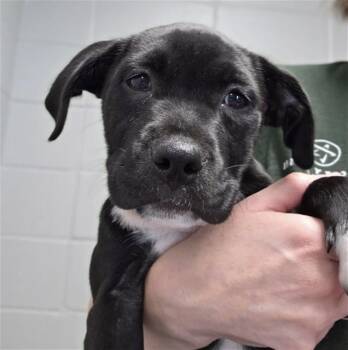 American Staffordshire Terrier and Mixed Breed Dogs Available for Adoption - INKY | PetCurious
