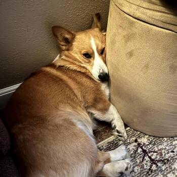 Corgi Dogs Available for Adoption - Cora D11111 | PetCurious