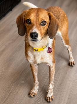 Chihuahua Dogs Available for Adoption in Nashville, Tennessee - Brandon | PetCurious