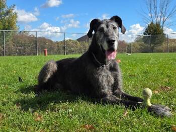 Onyx -  Irish Wolfhound Dog for Adoption in Sprakers, New York - Onyx | PetCurious