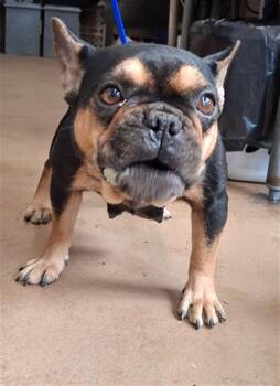 CAJETA -  French Bulldog Dog for Adoption in Chula Vista, California - CAJETA | PetCurious