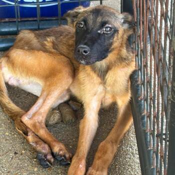 Elizabeth -  Mixed Breed Dog for Adoption in Lake Jackson, Texas - Elizabeth | PetCurious