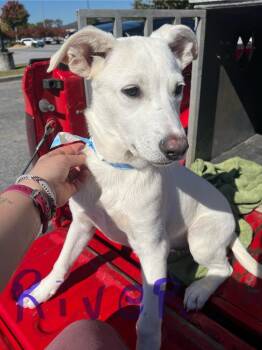 Rescue Mixed Breed Dogs for Adoption in Taycheedah, Wisconsin - River | PetCurious