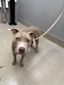 SWEET PEA -  Pit Bull Terrier Dog for Adoption in Las Vegas, Nevada - SWEET PEA | PetCurious
