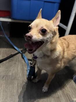 Rescue Mixed Breed Dogs for Adoption in Montreal, Quebec - Savon | PetCurious