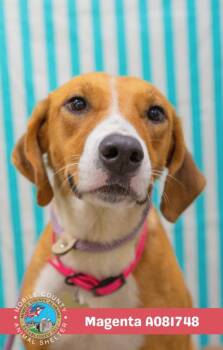 Rescue Foxhound and Mixed Breed Dogs for Adoption in Mobile, Alabama - MAGENTA | PetCurious