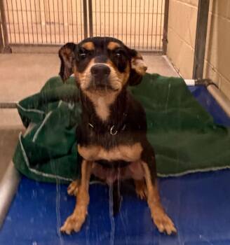 Carol -  Chihuahua and Mixed Breed Dog for Adoption in Columbia, Illinois - Carol | PetCurious