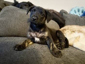 Rescue Shepherd and Mixed Breed Dogs for Adoption in Fort Worth, Texas - Ashley | PetCurious