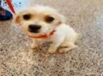 Hazel -  Terrier and Mixed Breed Dog for Adoption in Largo, Florida - Hazel | PetCurious