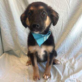 Queen -  Mixed Breed Dog for Adoption in Canal Winchester, Ohio - Queen | PetCurious