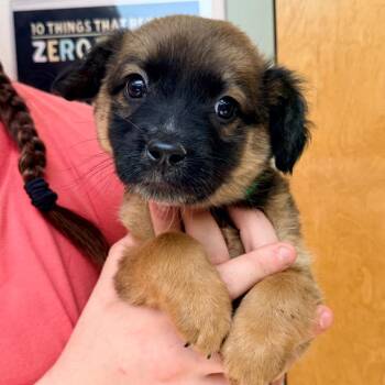 Buckle -  Australian Shepherd and Mixed Breed Dog for Adoption in Columbus, Georgia - Buckle | PetCurious