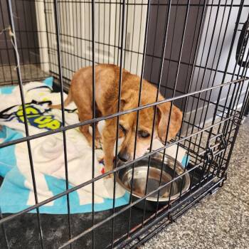 Rescue Dachshund Dogs for Adoption in Northbrook, Illinois - Pickles | PetCurious