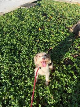 Asa Mitaka -  Yorkshire Terrier Dog for Adoption in Miami, Florida - Asa Mitaka | PetCurious