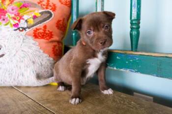 Rosemary -  Border Collie and Shepherd Dog for Adoption in San Antonio, Texas - Rosemary | PetCurious
