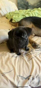Steve -  Pug and Shih Tzu Dog for Adoption in New Haven, Connecticut - Steve | PetCurious