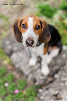 Mator -  Treeing Walker Coonhound Dog for Adoption in Drumbo, Ontario - Mator | PetCurious
