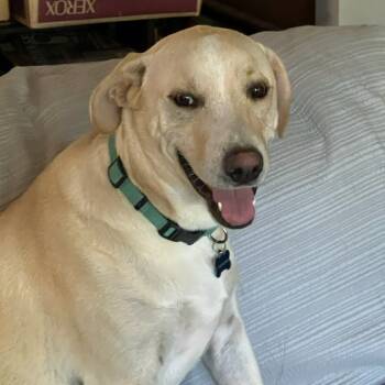 Rescue Yellow Labrador Retriever Dogs for Adoption in Livingston, Texas - Smokey Joe | PetCurious