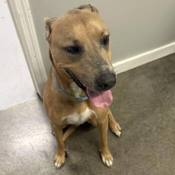 Dempsey -  Hound Dog for Adoption in Nashville, Tennessee - Dempsey | PetCurious
