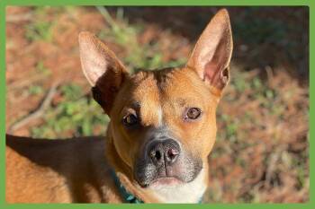 Rescue Basenji and Carolina Dog Dogs for Adoption in Amherst, Massachusetts - Marvel | PetCurious
