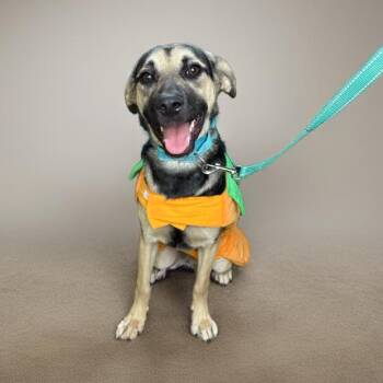 Shepherd Dogs Available for Adoption - Raya | PetCurious