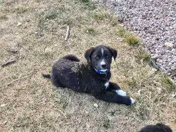 Labrador Retriever Dogs Available for Adoption - Milo | PetCurious