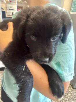 Riley -  Mixed Breed Dog for Adoption in Columbia, Tennessee - Riley | PetCurious